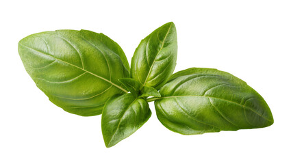 Fresh green basil leaves with visible veins