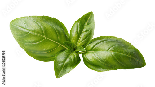 Tablou pe pânză Fresh green basil leaves with visible veins