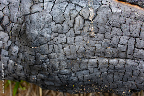 Fotografía Burned Log Close-Up Showing Forest Fire Damage Outdoors