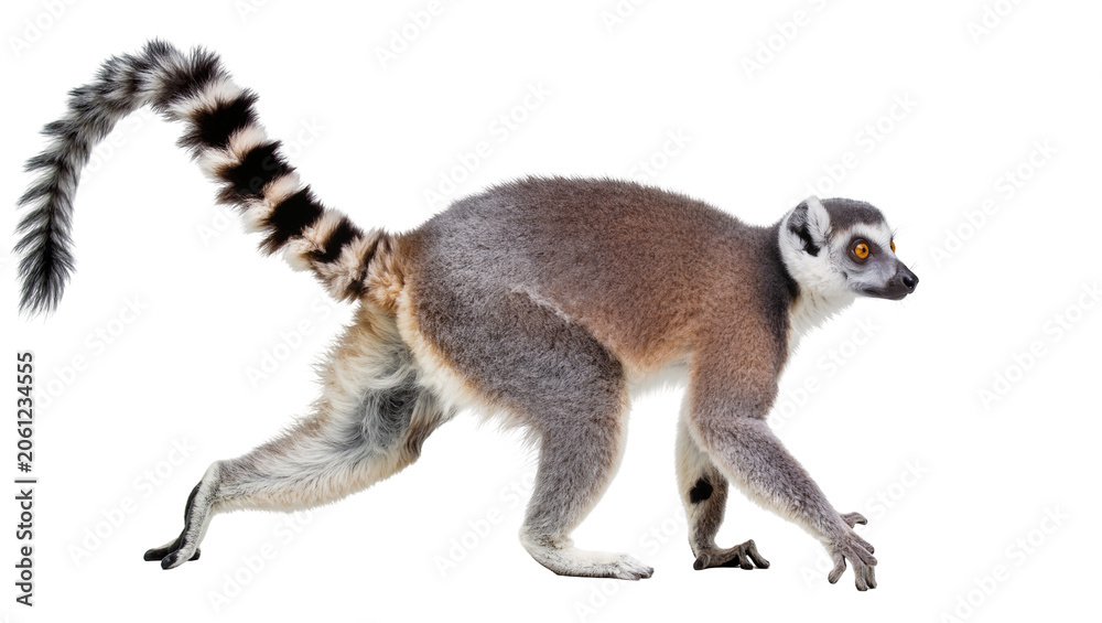 Fototapeta premium Ring-tailed Lemur Walking with Striped Tail