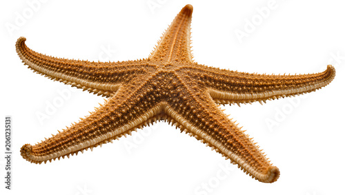 Photos Orange spiny starfish with five arms