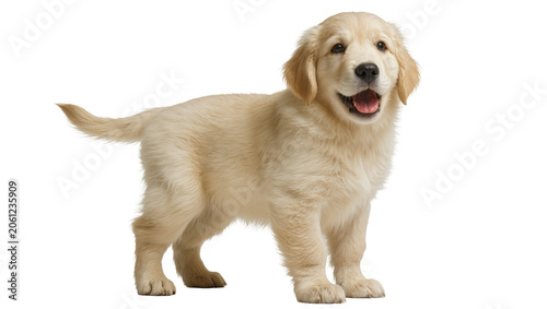 Fotografie Golden Retriever puppy standing with mouth open and tongue out