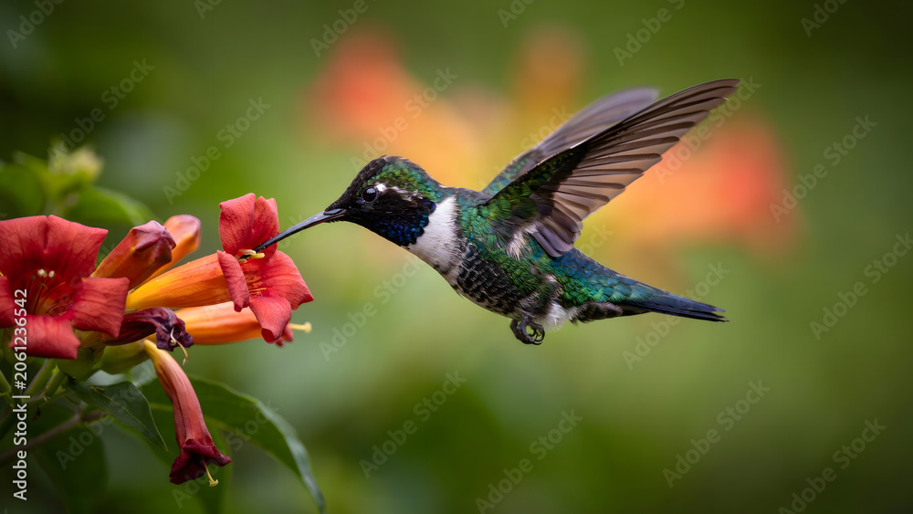 Obraz premium A male ruby throated hummingbird hovering near vibrant red trumpet flowers
