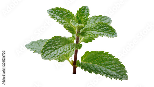 фотографія Fresh green mint plant sprig with serrated leaves