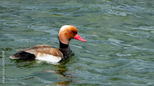 Foto male red-crested pochard swimming in green water