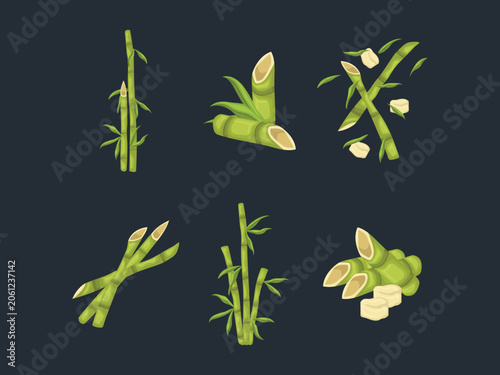 Green Bamboo Illustration Tropical Bamboo Plant Vector for Nature Garden and Eco Design