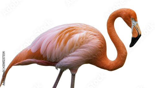 Tableau sur toile Pink flamingo bird with orange feathers and black beak