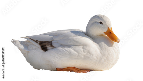 Photos White duck with orange beak resting on white