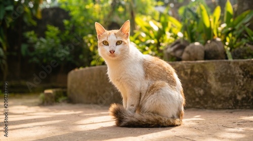 Ginger and white domestic cat sitting gracefully on the ground while looking directly into the camera lens in a vibrant sunlit garden setting with soft golden hour natural lighting conditions