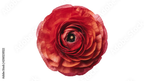 Bild auf Leinwand Red Ranunculus flower with many petals
