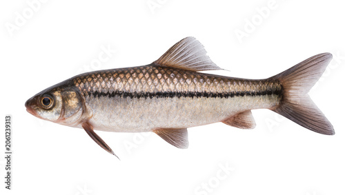 Obraz na płótnie Small freshwater fish with dark lateral stripe and scales