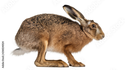 Brown hare with long ears and white tail tip