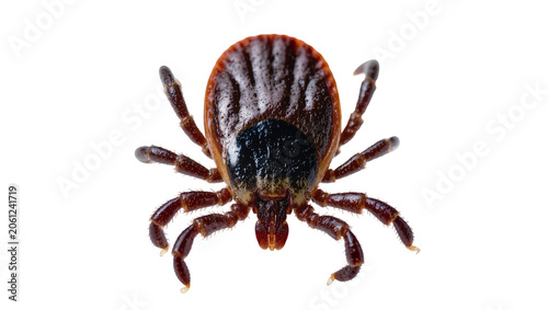 Tableau sur toile Brown tick with eight legs and striped carapace