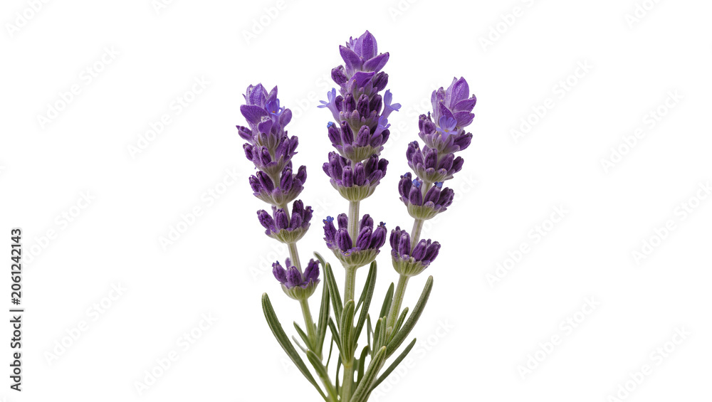 Fototapeta premium Purple lavender flowers with green stems and leaves