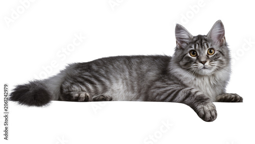Photos Maine Coon cat lying down grey tabby fur, yellow eyes