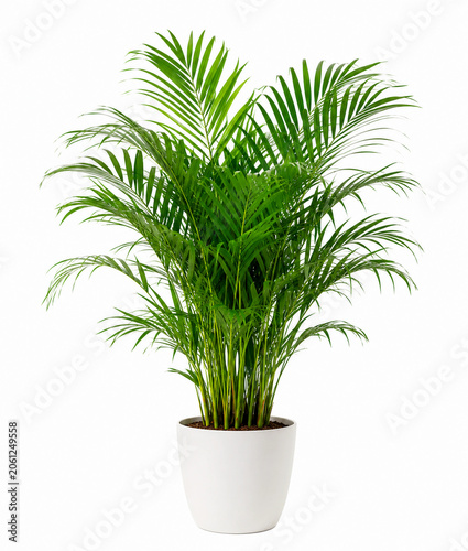 Beautiful Lush Green Potted Palm Houseplant Isolated on White Background