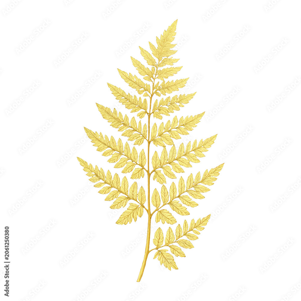 Fototapeta premium PNG Golden fern leaf on black