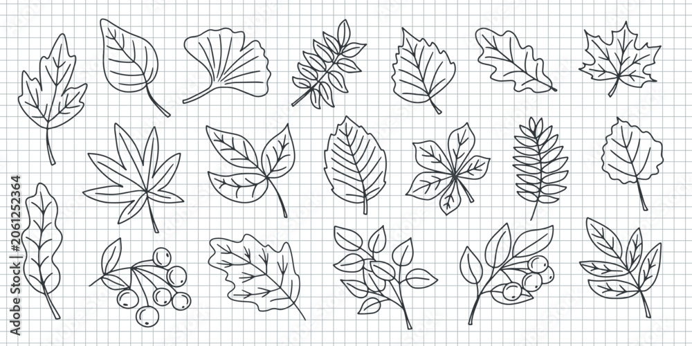 Fototapeta premium Set of different leaves in doodle style isolated on a checkered paper. Autumn, fall, nature and back to school concept.