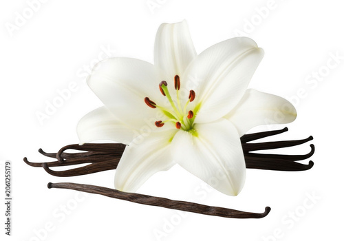 Vanilla bean pods with a white lily flower during natural lighting for perfumery and culinary concepts