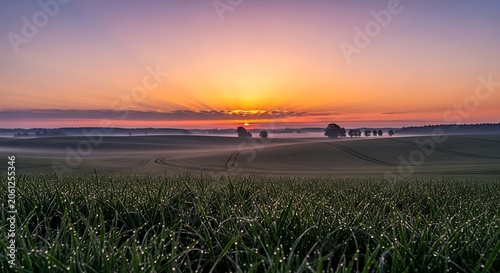 Sunset over green wheat field, rural landscape, golden hour, countryside scenery