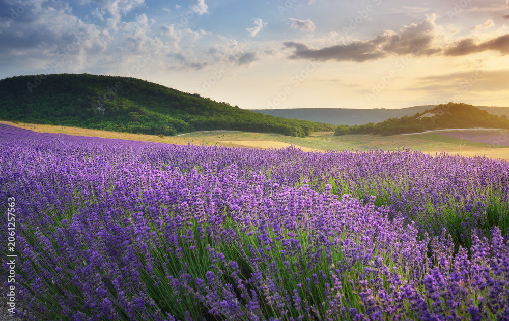 Obraz premium Beautiful blooming lavender field landscape at sunset with rolling green hills in the background. Scenic countryside view of violet flower