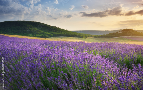 Beautiful blooming lavender field landscape at sunset with rolling green hills in the background. Scenic countryside view of violet flower