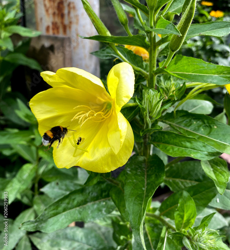 Schilderij op canvas Pictured is evening primrose (Oenothera biennis), also known as primrose