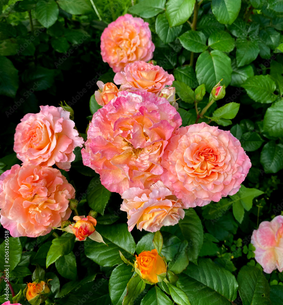 Fototapeta premium These roses are the Augusta Luise variety, known for their large, densely double blooms with a nostalgic shape. The petals range in color from soft pink to peach and apricot.