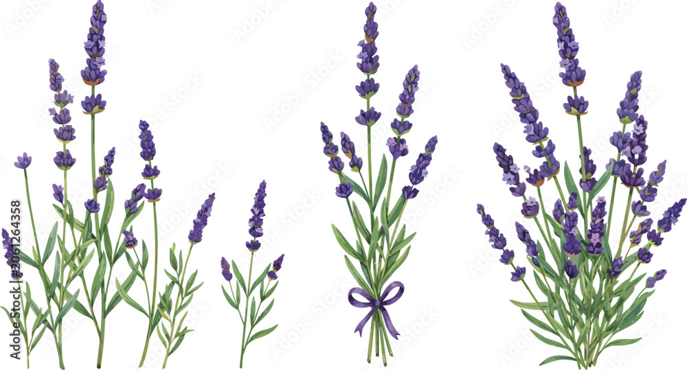 Fototapeta premium Three lavender flower bouquets in natural illustration style