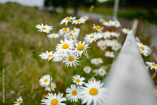 Canvas Print This is an oxeye daisy (Leucanthemum vulgare), a common perennial wildflower found in grasslands and meadows