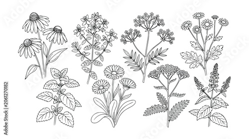 Принти на полотні Botanical line art collection, hand-drawn medicinal herbs and wild flowers vecto