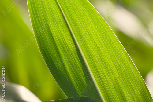 Close-up of a green corn leaf showing leaf veins and texture