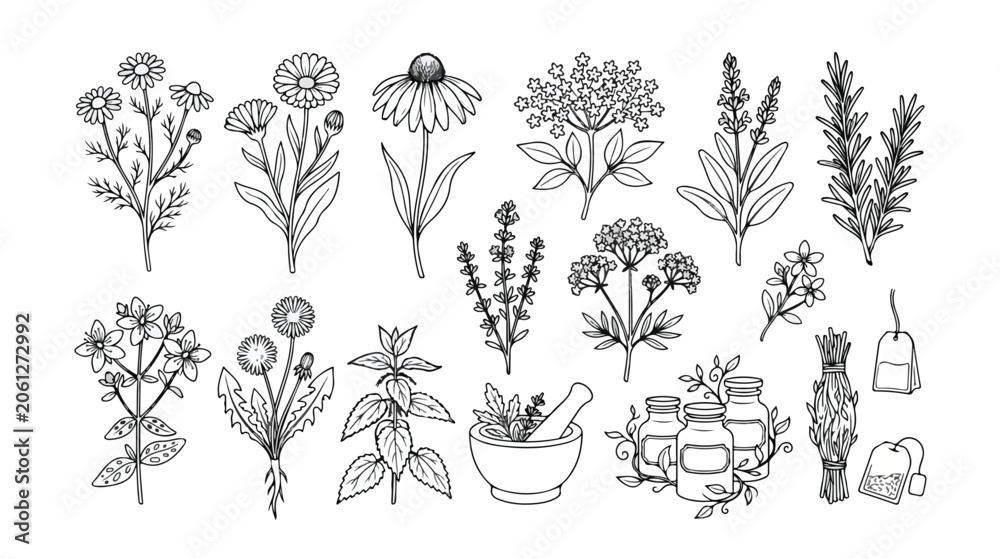 Fototapeta premium Herbal medicine vector collection, botanical line art illustrations of natural remedies, medicinal plants, and organic ingredients for health and wellness designs