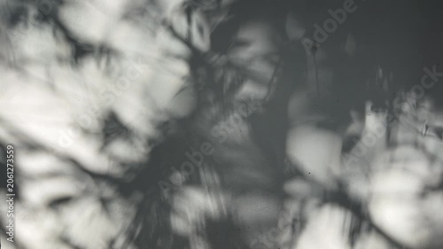 Shadows of moving leaves cast on a white wall in natural light, creating soft abstract patterns that evoke calm, minimalism, and the passage of time	

