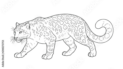 Photography Majestic snow leopard vector illustration, elegant big cat line art, wild animal
