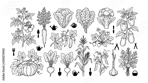 Organic garden vegetables, a monochrome vector collection of fresh farm produce. Hand-drawn botanical illustrations of healthy food plants, perfect for agriculture and healthy eating designs.
