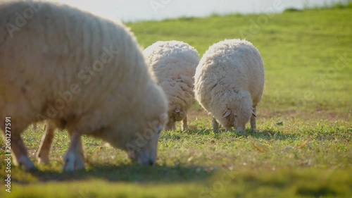white sheep looking at camera. Animal portrait detail. in the nature background. Young lamb in an organic farm Thailand