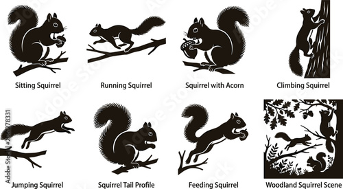 Photography Squirrel Silhouette Vector Set Featuring Various Poses and a Detailed Woodland F