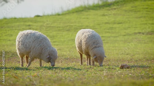 white sheep looking at camera. Animal portrait detail. in the nature background. Young lamb in an organic farm Thailand