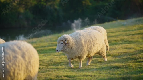 white sheep looking at camera. Animal portrait detail. in the nature background. Young lamb in an organic farm Thailand