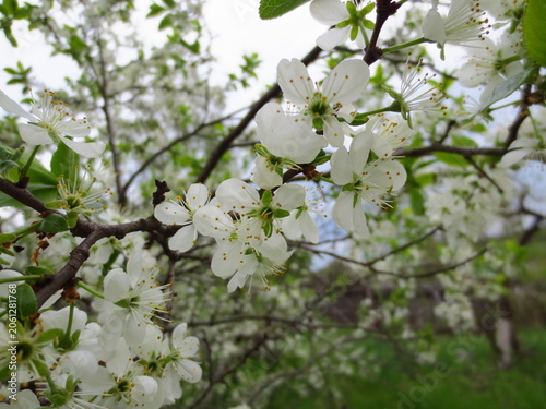 A branch of white cherry blossoms. Spring flowers with yellow stamens and green leaves in an orchard. A beautiful natural backdrop for concepts related to spring and agriculture.