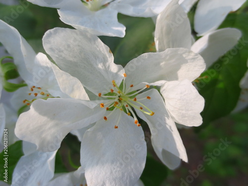 Macro shot of white apple blossoms in spring. Detailed view of petals and yellow stamens with pollen. Beautiful floral background for nature, gardening, and purity concepts.