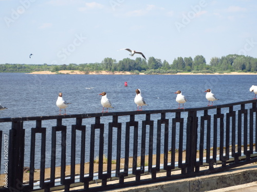 Seagulls sitting on a black metal fence along a river embankment. Flying gull in the blue sky above a scenic water landscape with a distant sandy shore and green trees.
