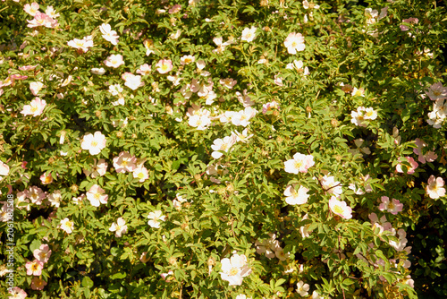 Róża dzika, Rosa canina L., psia róża, szypszyna