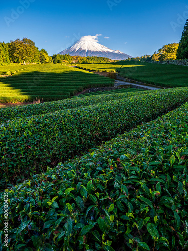 Green tea field foreground with Mount Fuji as background, Shizuoka Prefecture, Japan