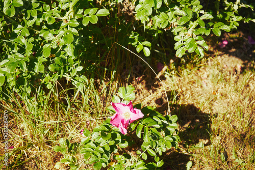 Róża dzika, Rosa canina L., psia róża, szypszyna