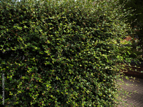hedge that needs cutting