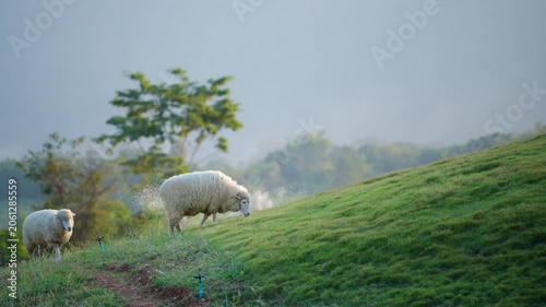 white sheep looking at camera. Animal portrait detail. in the nature background. Young lamb in an organic farm Thailand