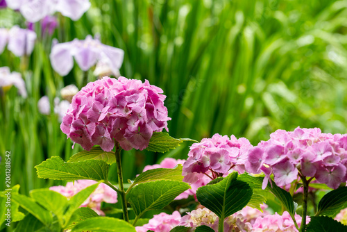 梅雨の晴れ間に咲く紫陽花
