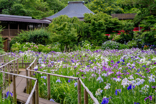 Obraz na płótnie 花菖蒲、花菖蒲のある風景